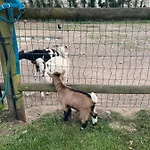 Dhotes A La Ferme Forest-Montiers