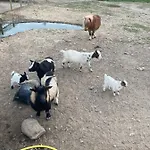 Maison d'hôtes Dhotes A La Ferme