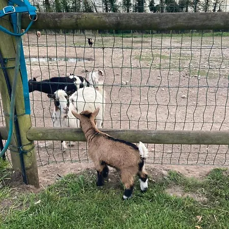 Dhotes A La Ferme Forest-Montiers
