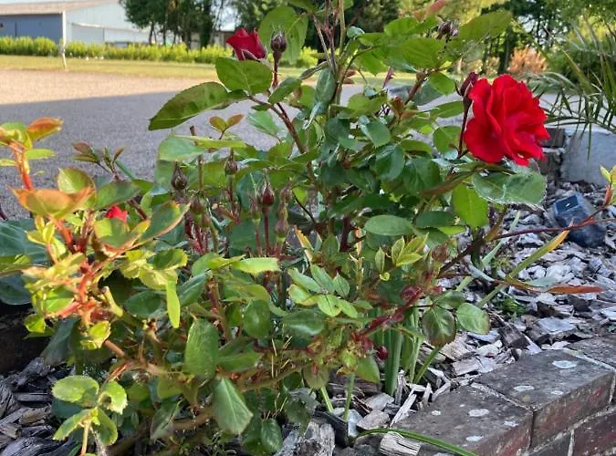 Dhotes A La Ferme Guest house Forest-Montiers