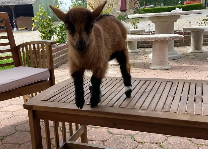 Dhotes A La Ferme 3* Forest-Montiers